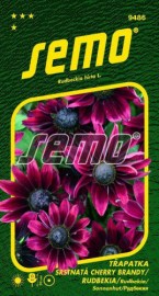 Třapatka srstnatá (Rudbekia) Cherry Brandy